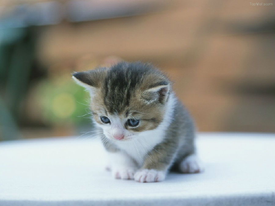 初生小猫喂养知识