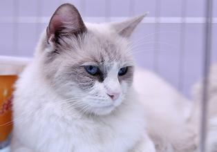 猫咪