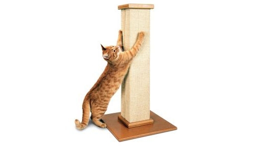 爱抓挠是猫咪的本性
